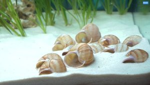 Мой маленький аквариум. Карликовые цихлиды озера Танганьика Lamprologus multifasciatus.