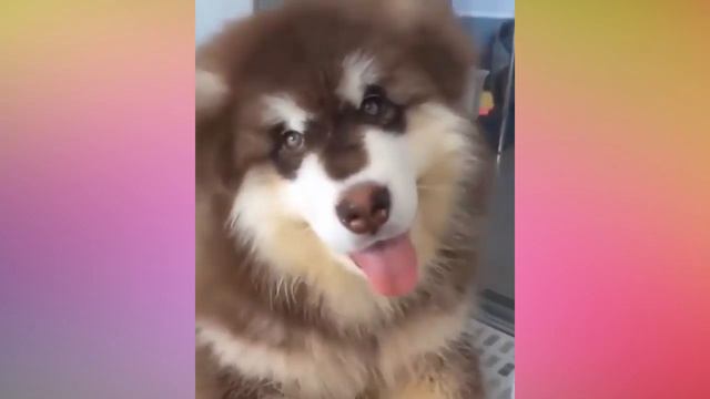 ♥Попробуй не скажи ооууу. Самое милое видео на свете !♥ смотреть онлайн