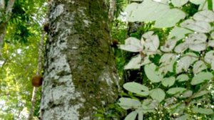 Бразильский орех - как афродизиак. Польза и вред