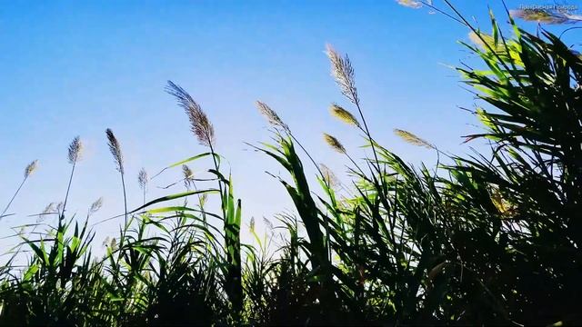 Самая красивая лирическая музыка для души! Эту музыку можно слушать вечно! Музыка Сергея Грищука #1