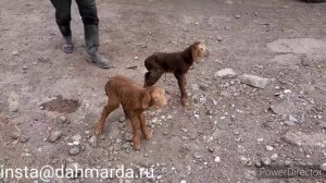Рыжие бараны производители овец породы Джойдори Матчинского района Мухаммадсобира из селения Гузн