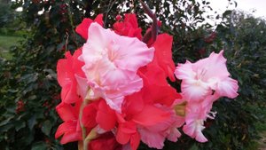 Что станет с гладиолусом, если не срезать цветы?