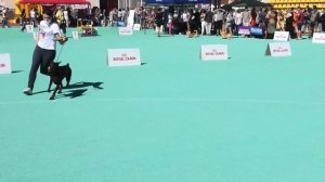 Doberman dog show. Выставка собак. #доберман. Юг-Осень. Ринг доберманов. Рідна природа. КСУ. Одесса