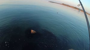 Ловля бычка с берега. Запорожская область. Приморск. ОК Мотор.