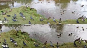 Akaso Brave 8 Full Review