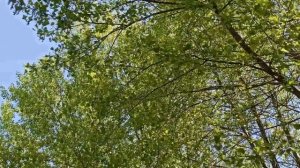 30 мая народный праздник День Евдокии. Народные приметы и традиции. Что нельзя делать.