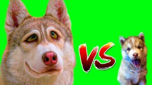ВЗРОСЛЫЙ ПЁС vs ЩЕНОК (Хаски Бублик) Говорящая собака Mister Booble
