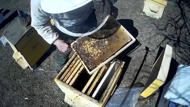 СОСТОЯНИЕ ПЧЕЛОСЕМЕЙ К НАЧАЛУ МАЯ В СИБИРИ  ПОГОДА НАЛАЖИВАЕТСЯ  ПЧЕЛОВОДСТВО С НУЛЯ