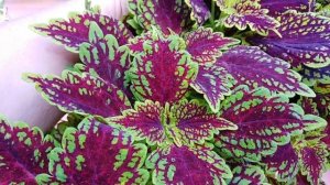 Моя коллекция колеусов!