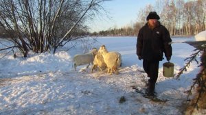 КОЗЬЯ ФЕРМА с. Красная Речка