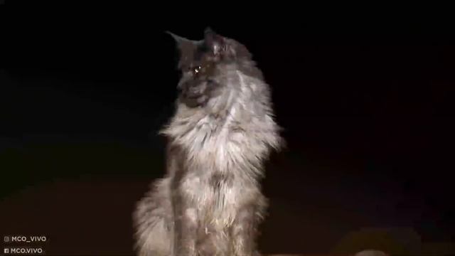 Самые Редкие Породы Кошек