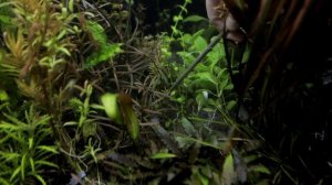 Lindernia Rotundifolia