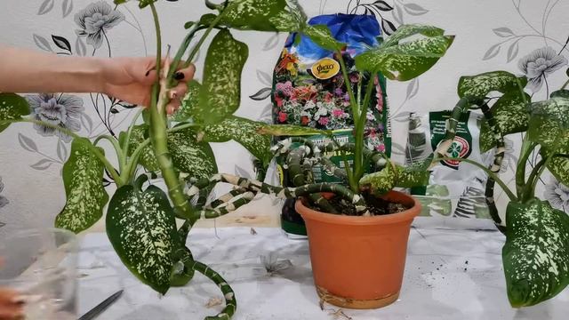 Диффенбахия спасение и уход? смотреть онлайн