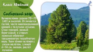 Голосеменные растения (часть1)