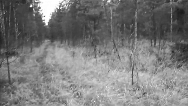 Русская Гончая выжлец БАС смотреть онлайн