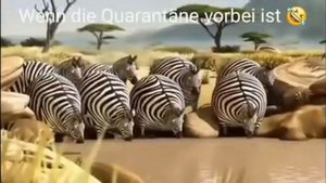 Смешные круглые животные?