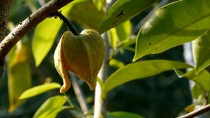 Саусеп (Анона голчаста або Гравіола) - вся правда про екзотику. Зі смаком чого ми полюбляємо чай?