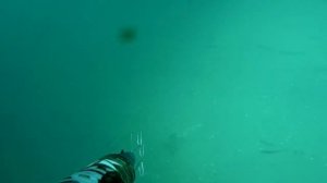 Охота на лобана в Черном море май 2019