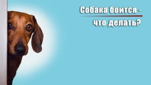 Собака всего боится - это видео для вас!