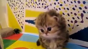 Офигенные КОТЯТА!!! Маленькие пушистые персидские котята!!!