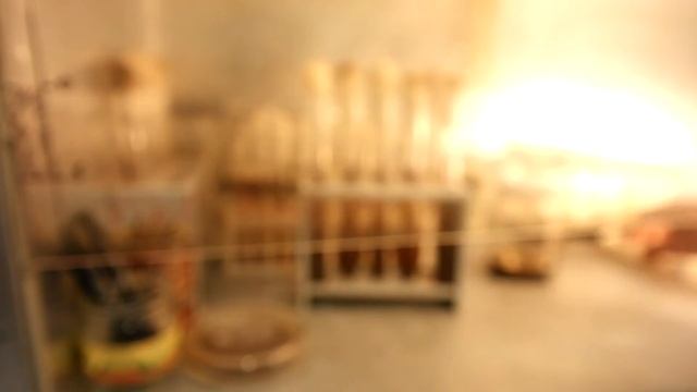 Вешенка. Инкубатор для мицелия - growbox for mycelium смотреть онлайн