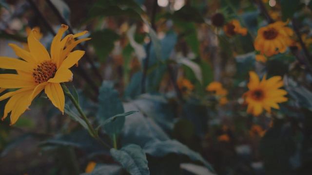 How to live in the now | Slow living | Simple life смотреть онлайн