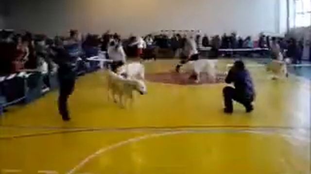 Экспо Маргарет Иссера смотреть онлайн