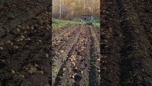 Картофелекопалка на мотоблок своими руками. Из рессор от Газели.