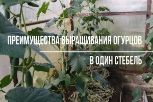 ПРЕИМУЩЕСТВА ВЫРАЩИВАНИЯ ОГУРЦОВ В ОДИН СТЕБЕЛЬ