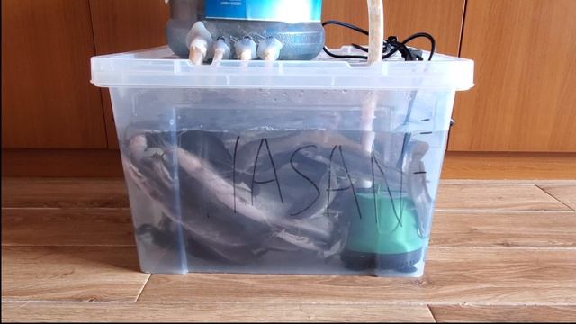 Часть #9 Взвешиваание рыбы. Вес лидеров и отстающих. #клариевый сом смотреть онлайн