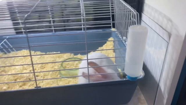 Адам в зоомагазине , Здесь зеленые попугаи, белый кролик и много цветных рыбок смотреть онлайн