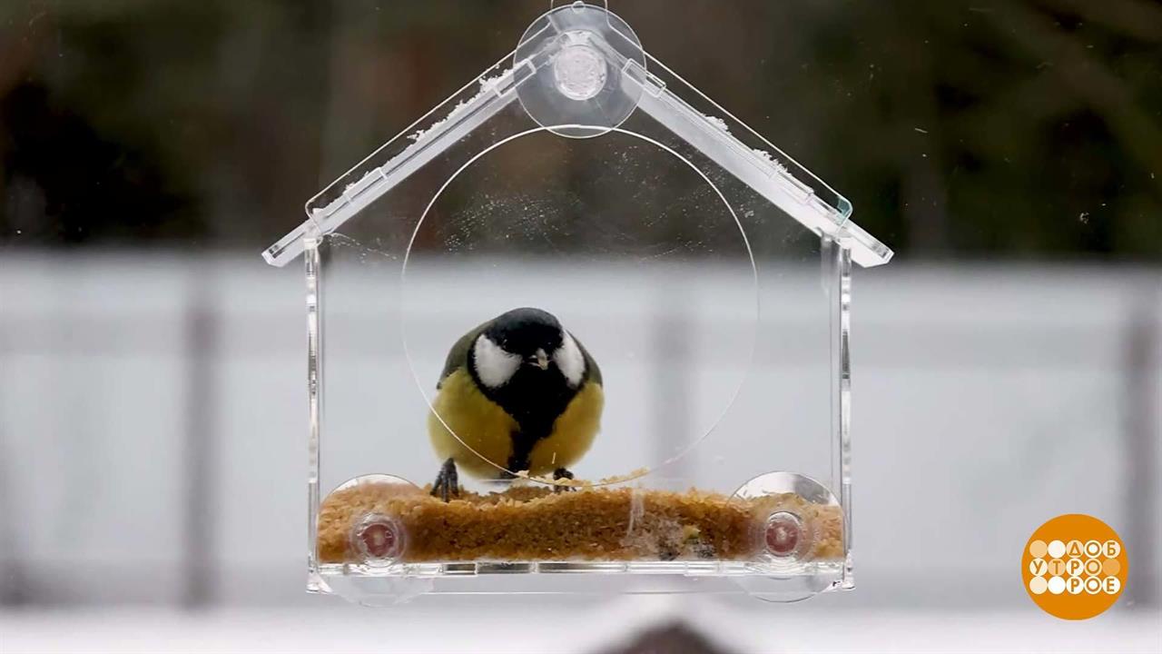 Кормушки для птиц: тренды-2024. Доброе утро. Фрагмент выпуска от 09.01.2024