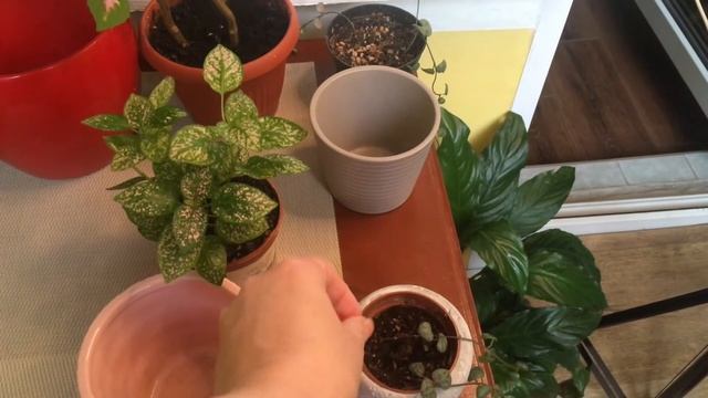 Полив Лудизии смотреть онлайн