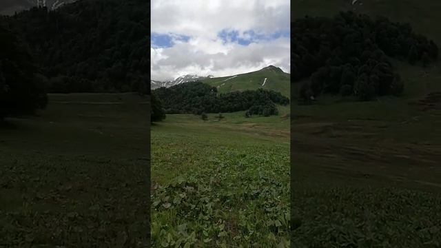АБХАЗИЯ. АЛЬПИЙСКИЕ ЛУГА. ЧЁРНЫЕ ТЮЛЬПАНЫ. смотреть онлайн