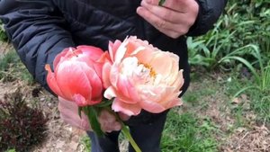 Peony Comparisons, Pink Hawaiian Coral & Coral Charm