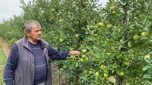 Как прореживать завязь в интенсивном яблоневом саду.