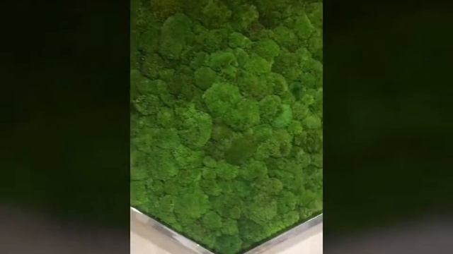 Стена из мха от Palma de