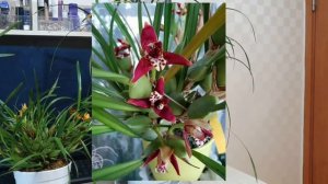 Максиллярия описание и уход.( Maxillaria tenuifolia, Maxillaria Men.Ben.Berliner.)