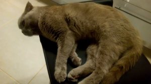 Кошка зевает