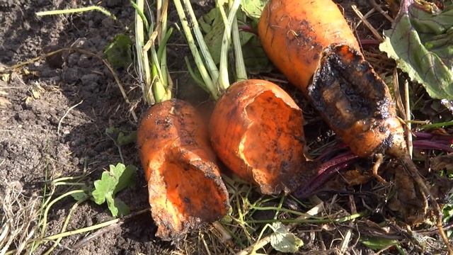 Кто грызёт овощи на огороде смотреть онлайн