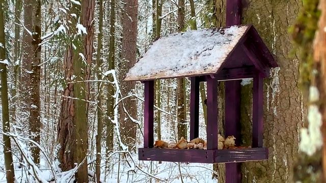 Кормим лесных птиц зимой Что едят синички Businka Mira смотреть онлайн