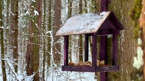 Кормим лесных птиц зимой Что едят синички Businka Mira