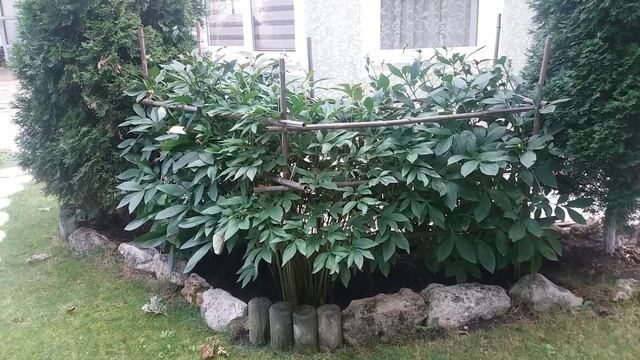 Пион как элемент декора двора. У вас растут пионы? смотреть онлайн