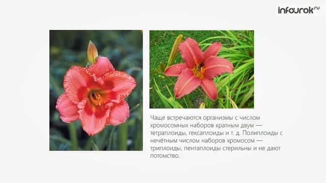Виды и причины мутаций | Биология 10 класс #33 | Инфоурок