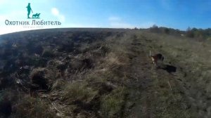 Как щенка гончей приучить к звуку рога? Охотник-Любитель