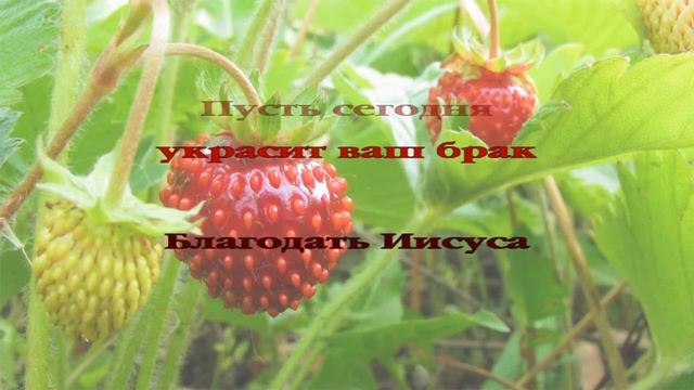 Как прекрасно поют соловьи христианское караоке