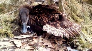 Дикая утка в гнезде