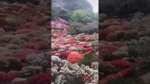 Красивое чтение Корана на фоне природы