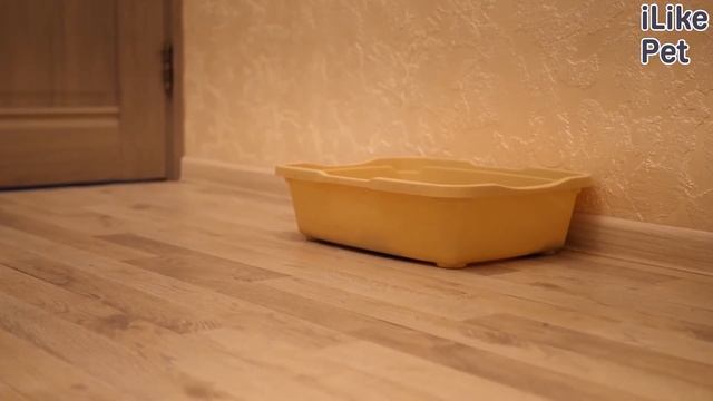 Как отучить кошку лазить в цветочные горшки: 5 советов