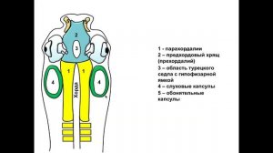 Развитие  и строение черепа